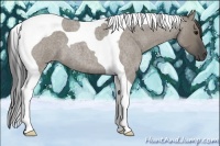 Horse Color:Smoky Grullo Roan Tobiano 