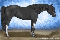 Horse Color:Black  and Black 