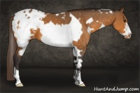 Horse Color:White Spotted Buckskin Frame Appaloosa 