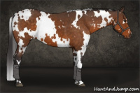 Horse Color:White Spotted Buckskin