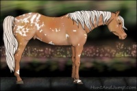 Horse Color:White Spotted Silver Bay Appaloosa 