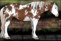 Horse Color:White Spotted Liver Chestnut Splash 