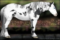 Horse Color:White Spotted Black Splash Tobiano 