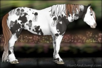 Horse Color:White Spotted Liver Chestnut Splash Tobiano 
