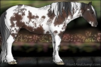Horse Color:White Spotted Brown Tobiano 