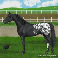 Horse Color:Black Appaloosa 