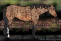 Horse Color:Bay  and Bay Dun 