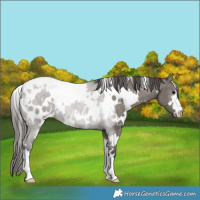 Horse Color:White Spotted Grullo Blanket 