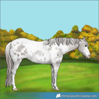 Horse Color:White Spotted Grullo Appaloosa 