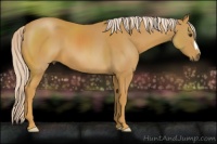 Horse Color:Palomino