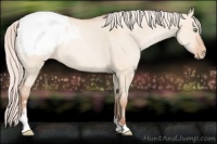 Horse Color:Silver Amber Champagne Dun Sabino Appaloosa 