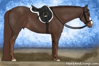 Horse Color:Liver Chestnut 