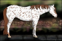 Horse Color:Chestnut Near Leopard 