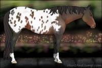 Horse Color:Liver Chestnut Appaloosa 