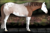 Horse Color:Liver Red Roan Sabino Splash Appaloosa 