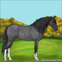 Horse Color:Blue Roan 