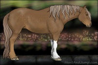 Horse Color:Chocolate Palomino 