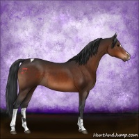 Horse Color:Brown Sabino Tobiano Rabicano 