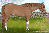 Horse Color:Red Roan