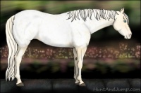 Horse Color:Palomino Pearl Appaloosa 