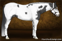 Horse Color:Black Tobiano Frame Appaloosa