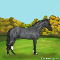 Horse Color:Blue Roan 