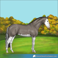 Horse Color:Grullo Splash 