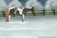 Horse Color:White Spotted Liver Chestnut Tobiano 