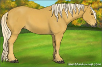 Horse Color:Gray Palomino