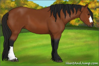 Horse Color:Gray Bay 