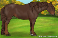 Horse Color:Gray Chestnut 