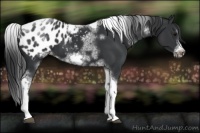 Horse Color:White Spotted Black Splash Tobiano Frame Appaloosa