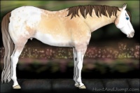 Horse Color:Buckskin Ice Roan Onyx Splash Appaloosa 