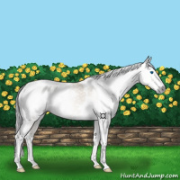 Horse Color:Gray Bay Dun Splash Tobiano 
