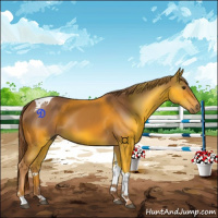 Horse Color:Chestnut Tobiano