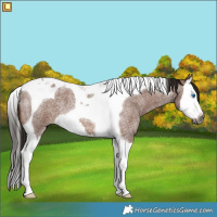 Horse Color:Gray Bay Roan Splash Tobiano 