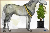 Horse Color:White Spotted Silver Grullo Chinchilla 