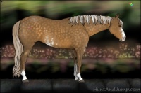Horse Color:Chocolate Palomino Sabino 