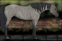 Horse Color:Grullo Roan 