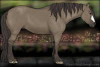 Horse Color:Smoky Grullo