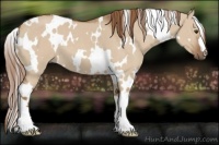 Horse Color:White Spotted Red Dun 
