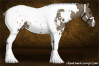Horse Color:White Spotted Smoky Grullo Tobiano Appaloosa 