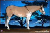 Horse Color:White Spotted Bay Dun Sabino Splash Rabicano