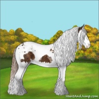 Horse Color:Chestnut Ice Splash Tobiano 