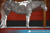 Horse Color:White Spotted Midnight Chocolate Buckskin Ice Onyx Tobiano and Midnight Chocolate Buckskin Ice Dun Splash Tobiano