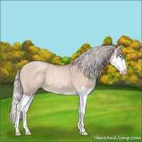 Horse Color:Silver Classic Champagne Dun Splash