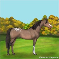 Horse Color:Brown Dun Appaloosa 