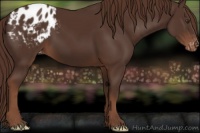 Horse Color:Liver Chestnut Appaloosa 