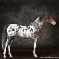 Horse Color:White Spotted Liver Chestnut Tobiano Appaloosa Rabicano  and White Spotted Liver Chestnut Tobiano Appaloosa 