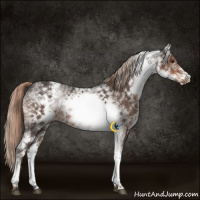 Horse Color:White Spotted Liver Chestnut Rabicano 